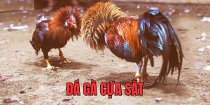 anh-bia-da-ga-cua-sat