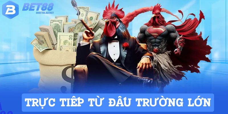 Đá gà Bet88 được trực tiếp từ trường đấu danh giá nhất