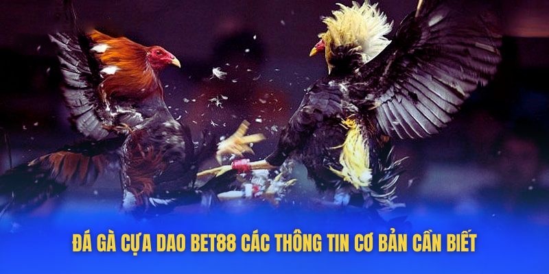 Tìm hiểu về sự phát triển của hình thức đá gà cựa dao