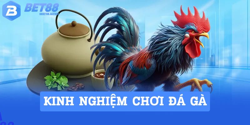 Những cách lựa chọn chiến kê để vào tiền cược